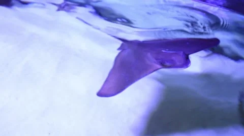 Funny stingrays(Devil Ray) Stock Footage 62548117