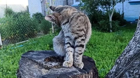 Funny striped gray cat licks its fur: washes, cleans itself with its tongue. A Stock Footage 135359369