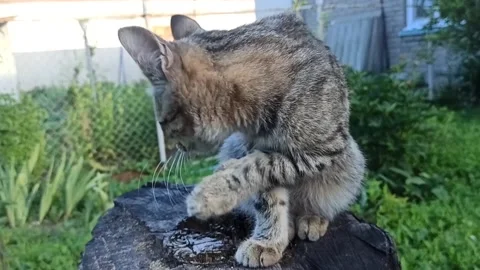 Funny striped gray cat licks its fur: washes, cleans itself with its tongue. A Stock Footage 135359370