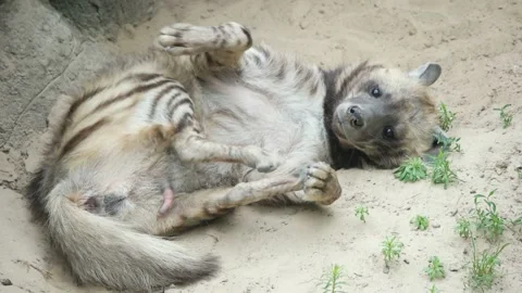 Funny striped hyena Stock-Footage 147132702