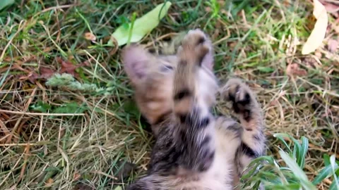 Funny striped kitten play with grass. FHD. Stock Footage 156379017