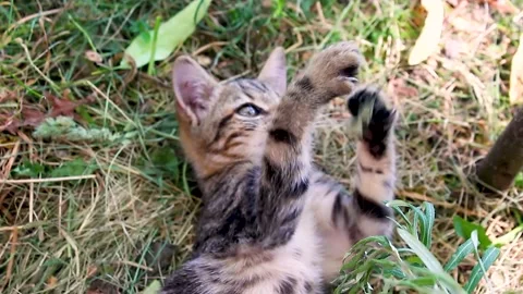 Funny striped kitten play with grass. FHD. Stock Footage 156540325