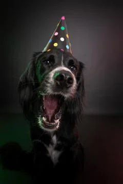 Funny studio portrait of a black dog wearing a birthday or New Year's party hat  Stock Photos