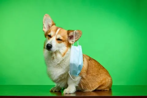 Funny studio portrait of a Welsh Corgi Pembroke dog on a green background. Stock Photos