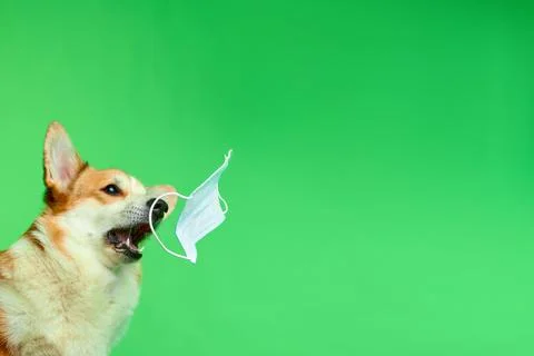 Funny studio portrait of a Welsh Corgi Pembroke dog on a green background. Stock Photos