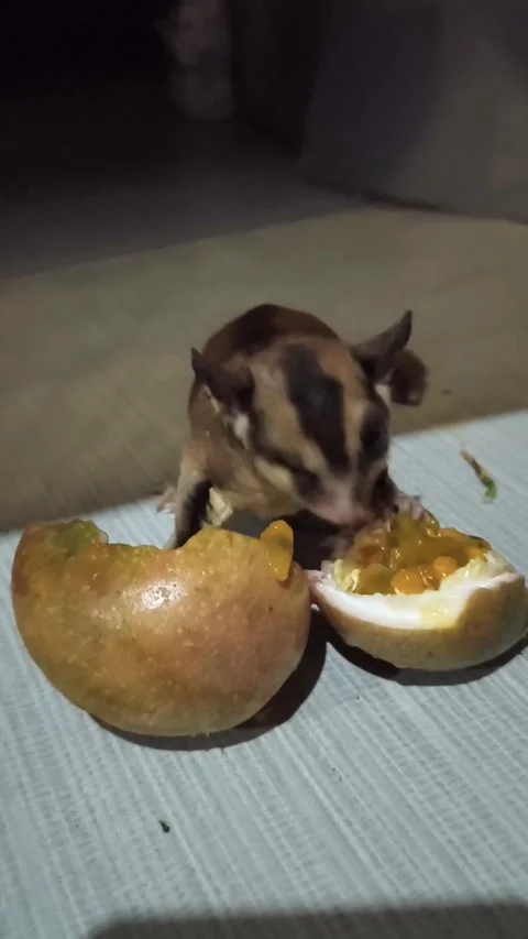 Funny Sugar Glider Face Winking From Sour Passion Fruit Taste Part 4 Stock Footage 341834948
