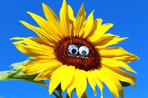 Funny sunflower with a face Stock Photos