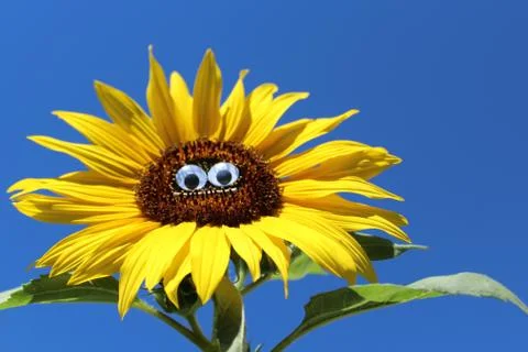 Funny sunflower with a face Stock Photos