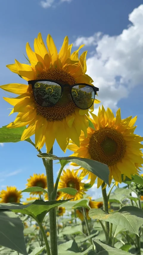 Funny sunflower in sunglasses with field reflection Stock Footage 340472861