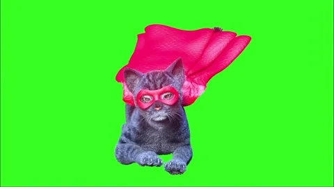 Funny superhero cat in a red cape and a superhero mask on the green Video stock 278100324