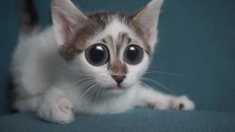 Funny surprised cat with big eyes. Comic... | Stock Video | Pond5