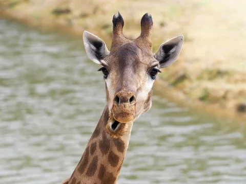 Funny surprised giraffe face Stock Photos
