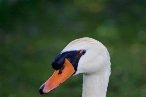 The funny swan's head Stock Photos