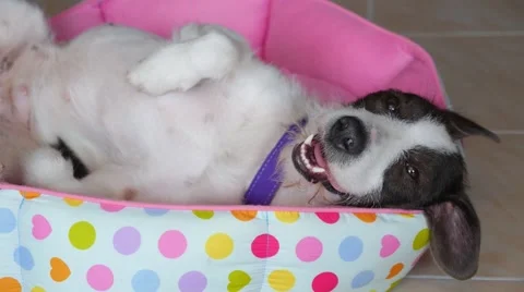 Funny Sweet Dog Lying on Back on Bed Stock Footage 46362471
