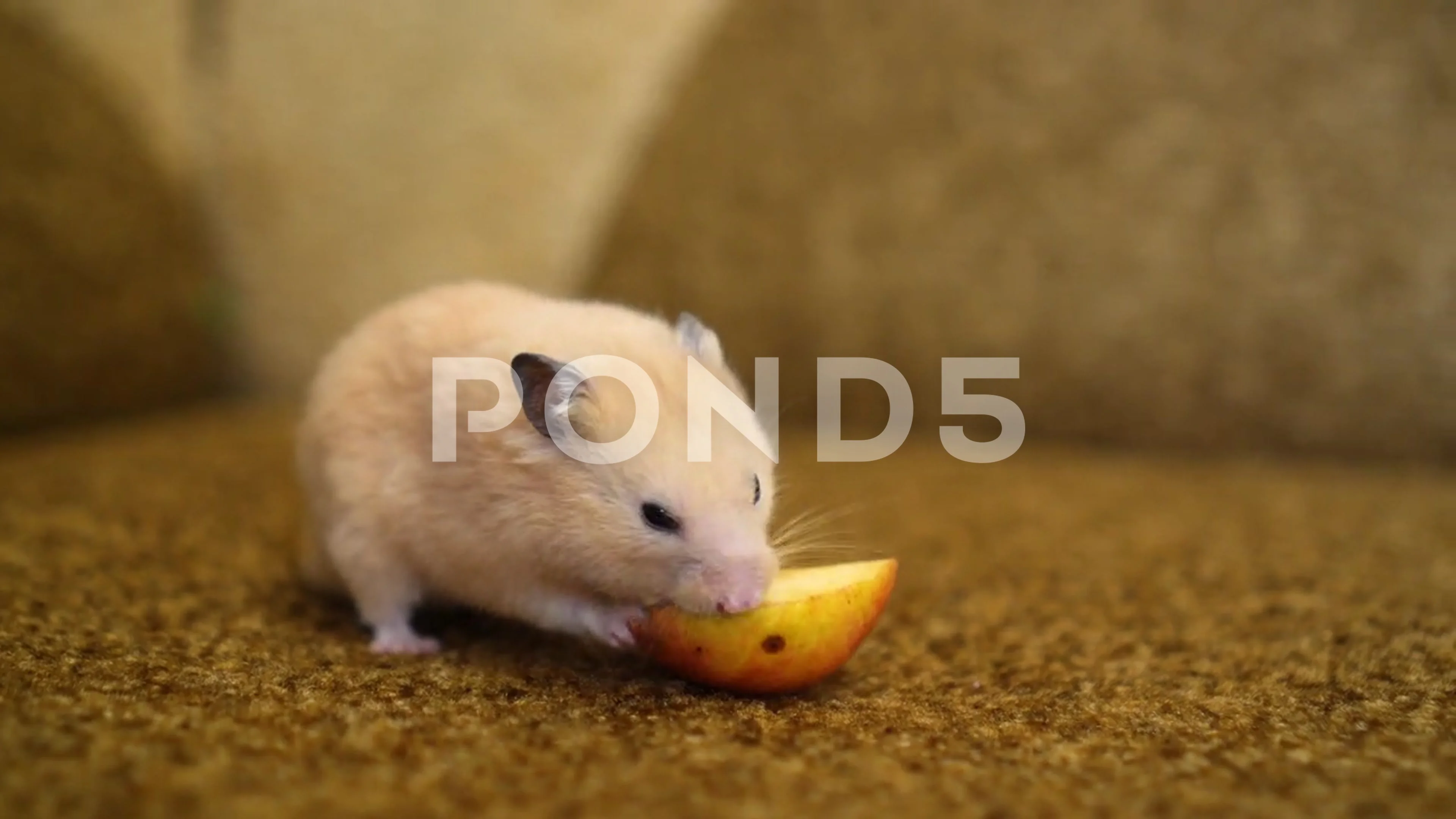 Funny Syrian hamster eating an apple | Stock Video | Pond5