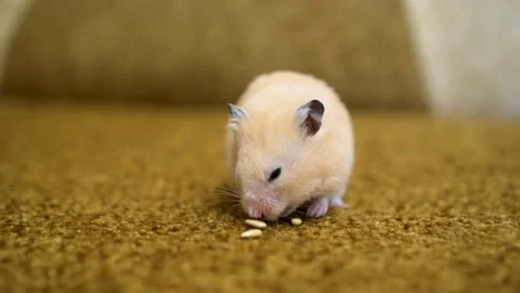 Funny Syrian hamster eats sunflower seeds Stock Footage 194135993