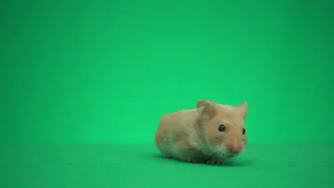 Videos hamster free How to
