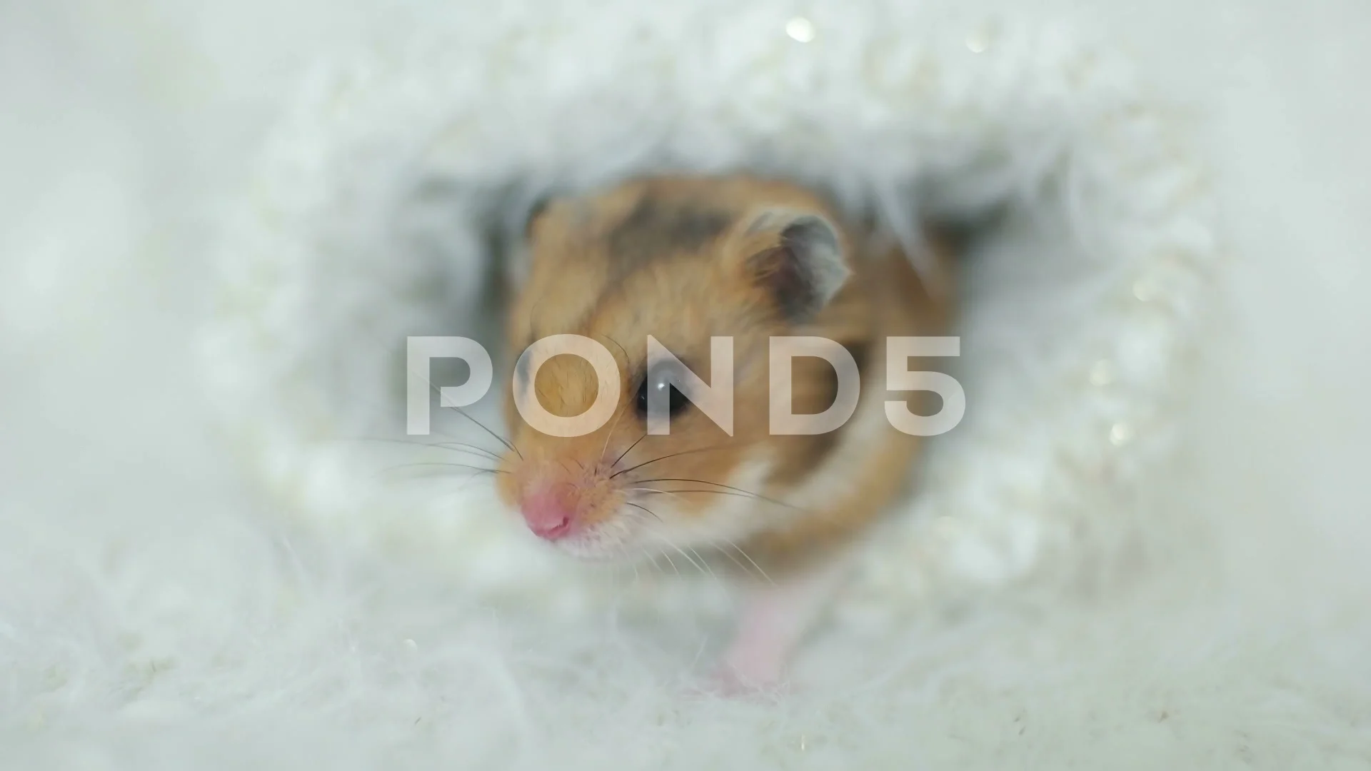 funny Syrian hamster looks | Stock Video | Pond5