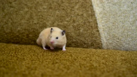 Hamster Funny Stock Video Footage | Royalty Free Hamster Funny Videos | Pond5 Hamster Funny Stock Video Footage | Royalty Free Hamster Funny Videos | Pond5