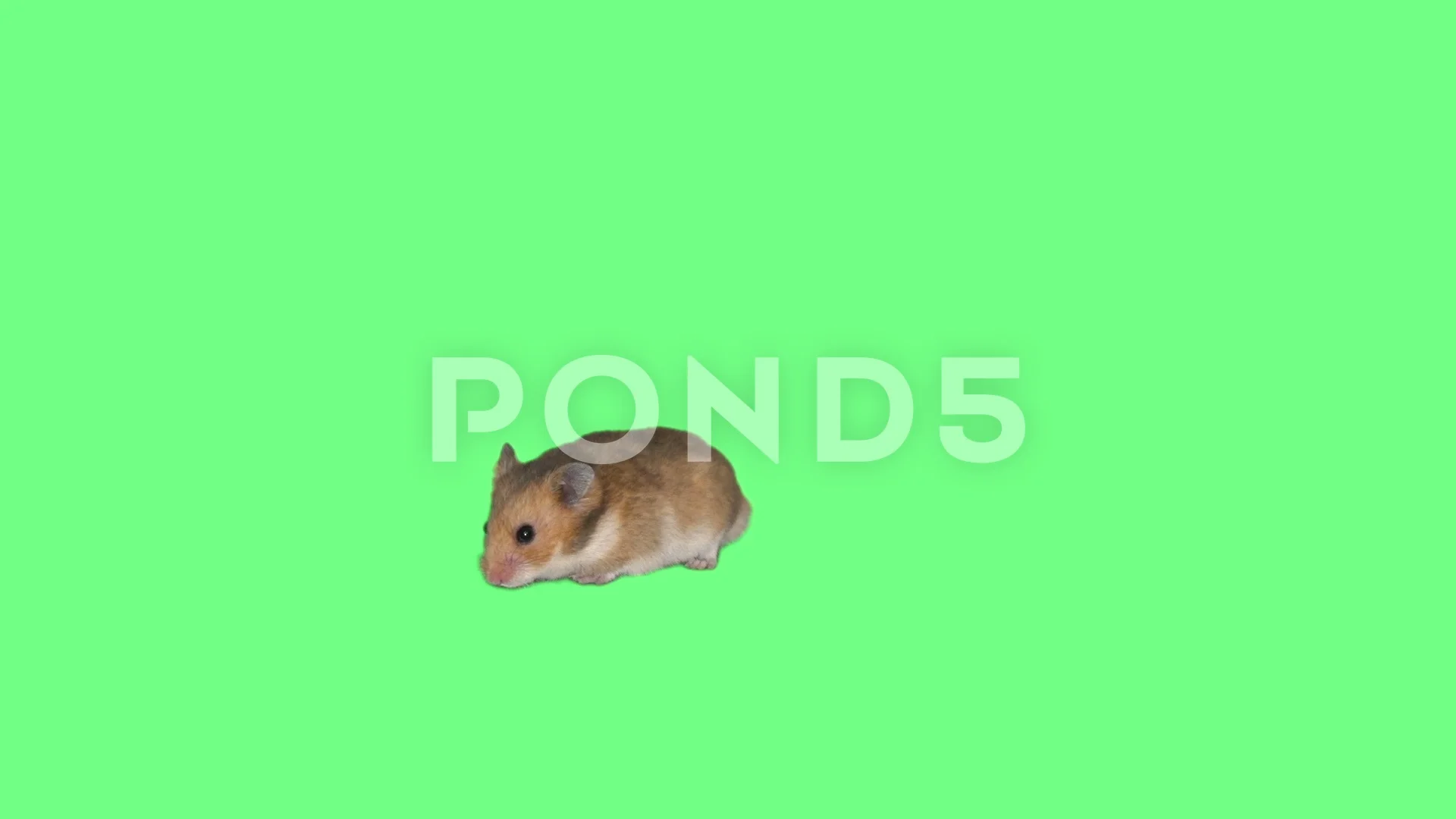 funny Syrian hamster is walking on a gre... | Stock Video | Pond5