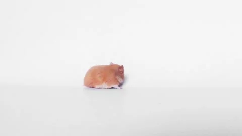 Funny Syrian hamster walking on a white ... | Stock Video | Pond5