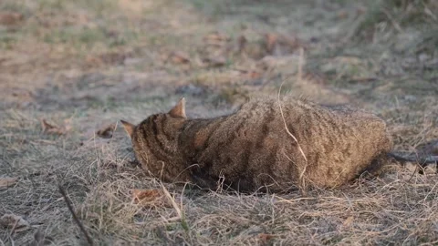 Funny tabby cat enjoying grass at golden hour Stock Footage 336740786