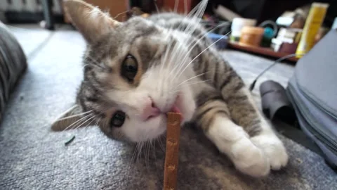 A funny tabby cat licks and eats a meat stick treat on the floor of a house. 库存影片 340533858