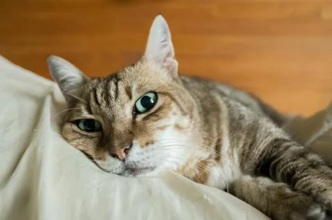 Funny tabby cat Foto stock