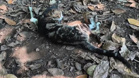 Funny Tabby Cat Rolling and Playing on Dry Leaves in Outdoor Garden Stock Footage 332887084