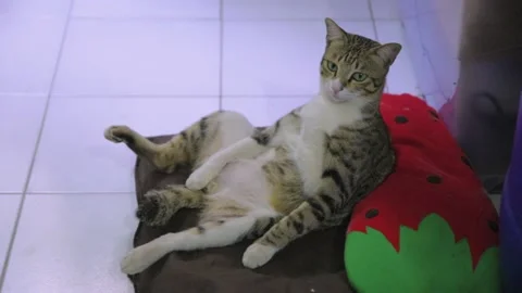 Funny Tabby Cat Sits Like a Human Being Video stock 132255256