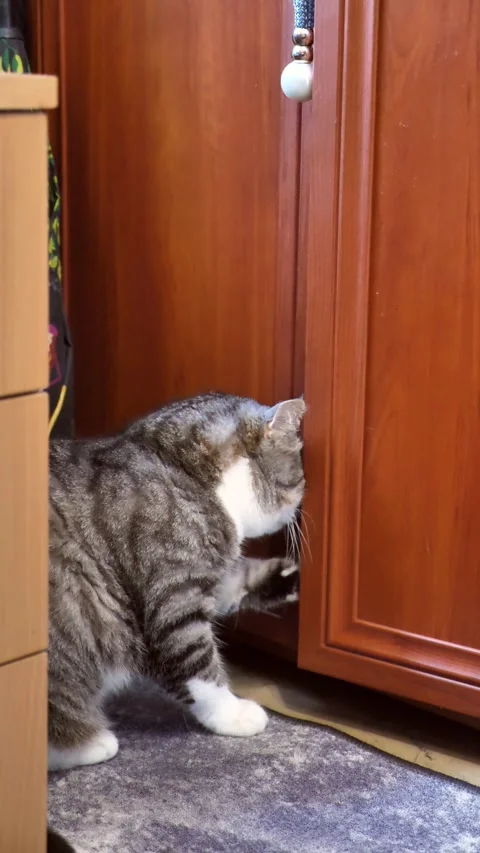 Funny tabby cat trying to open a wooden wardrobe door with its paw. Stock Footage 342501250