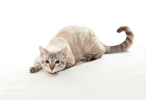 Funny tabby. Foto stock