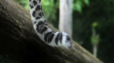 Funny tail snow leopard Stock Footage 8607083