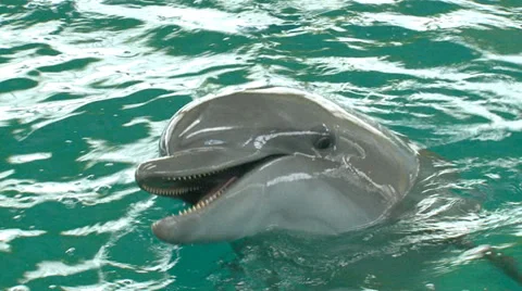 Funny talking dolphin Video stock 29662172