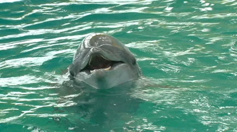 Funny talking dolphin Stock Footage 29662197