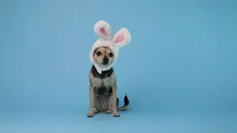 Funny terrier wearing rabbit ears, pet in easter costume, colorful spring p.. Stock Footage 303214760