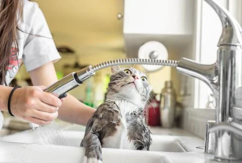 Funny terrified expression of cat being given a bath in kitchen sink Stock Photos