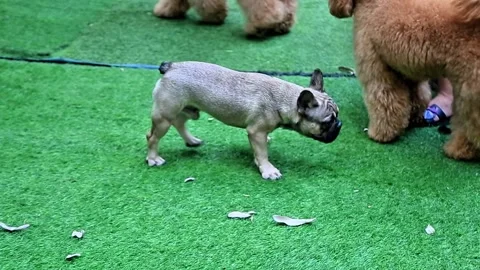 The funny thing is that various types of dogs are playing in the dog park Stock Footage 277253549