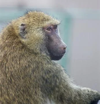 Funny thoughtful baboon Stock Photos