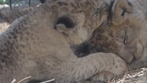 Funny tiger cubs play lying on the grass Stock Footage 132189048