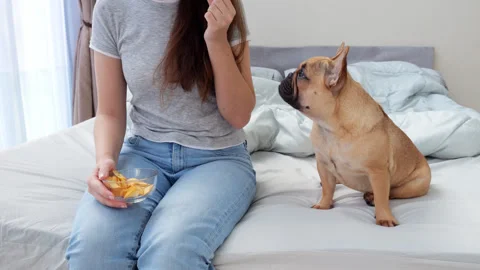 Funny time-lapse of dog watching woman eating potato chips sits on bed Stock Footage 313327796