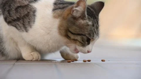 Funny timelapse of a gray cat quickly eating food from the floor Видео 249610598