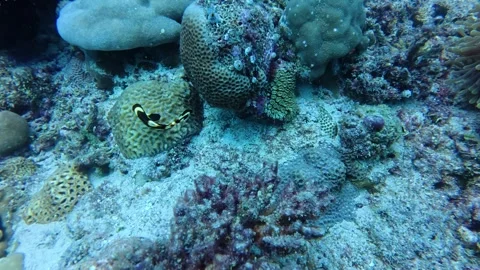 Funny tiny fish with barbels Stock Footage 345657540