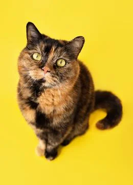 Funny tortoiseshell cat looking upwards and waiting for food or treatment. Happy Фото