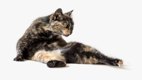 Funny tortoiseshell cat in silly pose looking at something outside view 写真素材