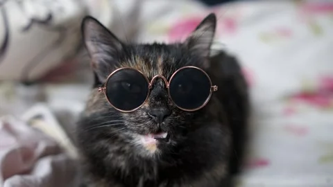 Funny tortoiseshell cat wearing stylish round sunglasses looking at the cam.. Vidéo 333247112