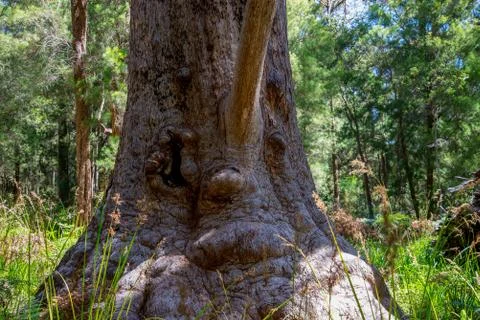 A funny tree face in a Valley of the Ancients near Walpole and Denmark Stock Photos