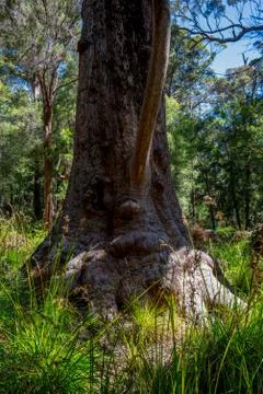 A funny tree face in the Valley of the Ancients near Walpole and Denmark Stock Photos