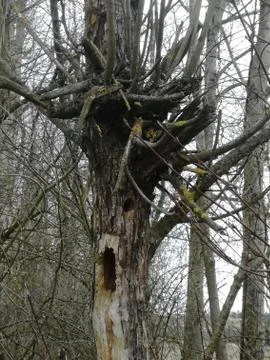 Funny  tree Stock Photos