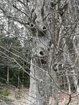 FUNNY  TREE Stock Photos